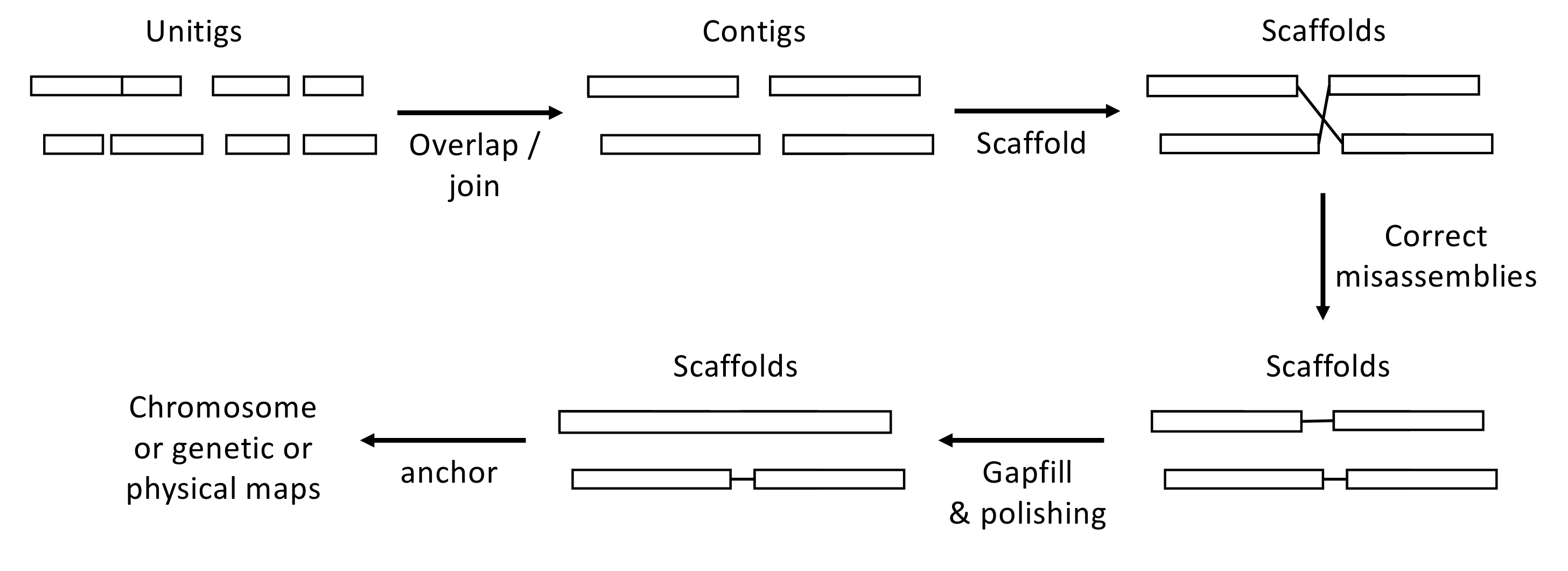 Overview of the assembly workflow. Here are few key definitions: Contig: A contiguous sequence of bases. Unitig: A type of contig for which there are no competing choices in terms of internal overlaps (they usually stop before a repeat sequence). Scaffold: A sequence of contigs separated by gaps (Ns). See PART 2 for more details.