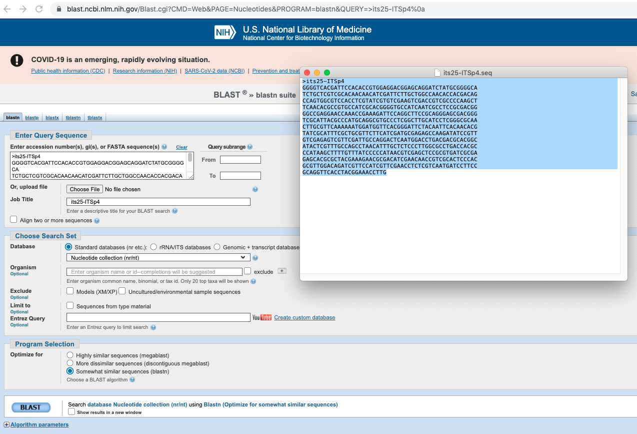 Screenshot of BLAST form where you copy content of its25-ITSp4.seq