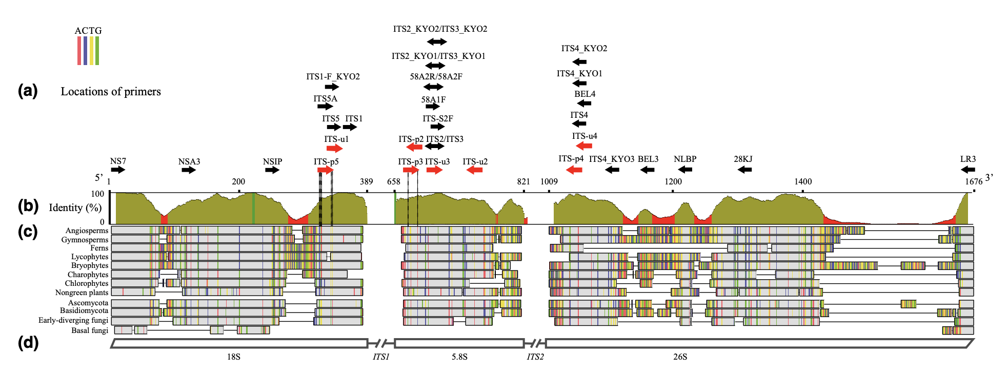 Map of the ITS nuclear ribsomal region with primers (from Cheng et al, 2016).