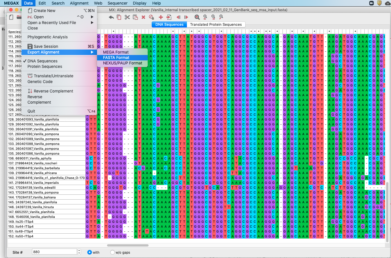 Screenshot showing how to export MUSCLE alignment into a FASTA format in MEGA.