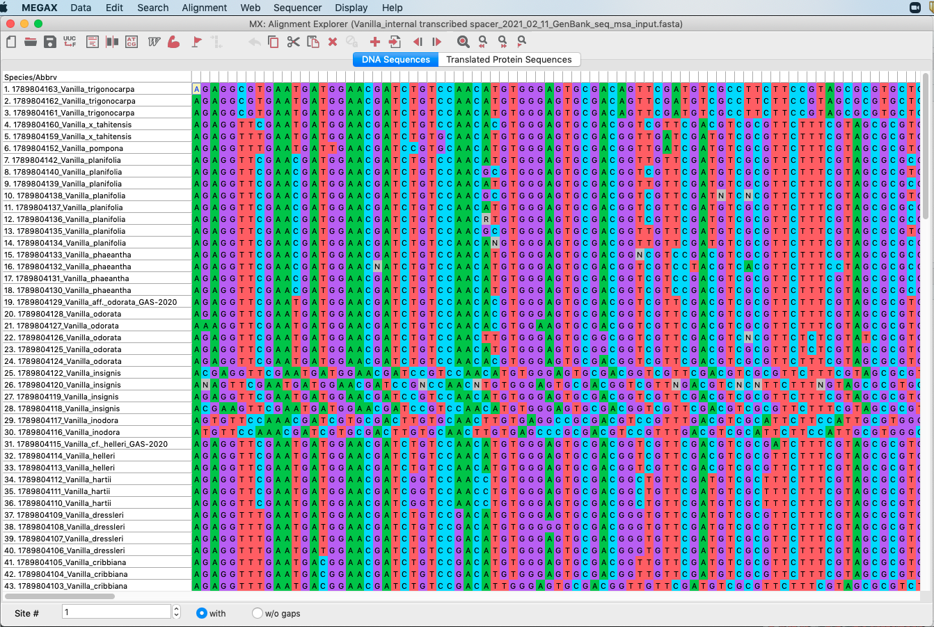Screenshot of DNA matrix in MEGA.