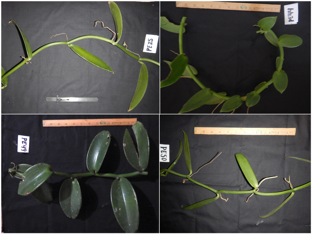 Images of the four samples of vanilla collected in Mexico studied in this project.