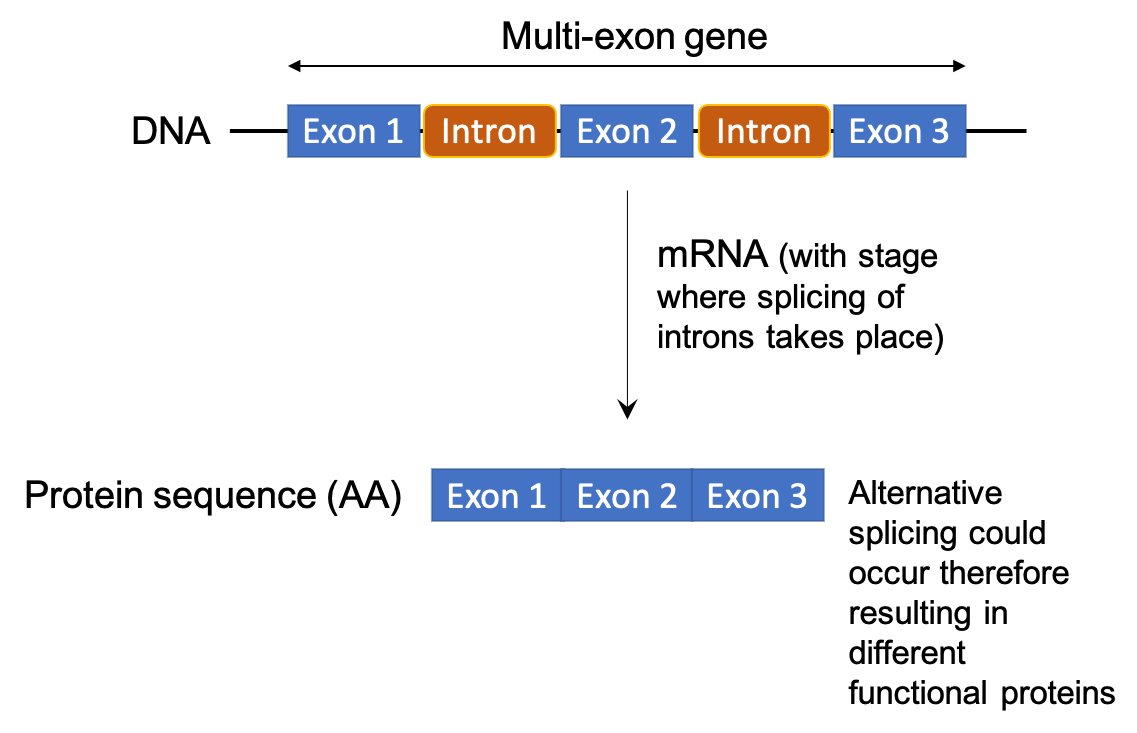 Flowchart showing the structure of a multi-exon gene and different resulting proteins. As a reminder, exons are pieces of coding DNA that encode proteins. Different exons code for different domains of a protein. The domains may be encoded by a single exon or multiple exons spliced together. In the case of multi-exon genes, the presence of exons and introns allows for greater molecular evolution through the process of exon shuffling and alternative splicing. Exon shuffling occurs when exons on sister chromosomes are exchanged during recombination. This allows for the formation of new genes. On the other hand, exons also allow for multiple proteins to be translated from the same gene through alternative splicing. This process allows the exons to be arranged in different combinations when the introns are removed/spliced. The different configurations can include the complete removal of an exon, the inclusion of part of an exon, or the inclusion of part of an intron. Alternative splicing can occur in the same location to produce different variants of a gene with a similar role, such as the human slo gene, or it can occur in different cell or tissue types, such as the mouse alpha-amylase gene. Alternative splicing, and defects in alternative splicing, can result in a number of diseases including cancer.