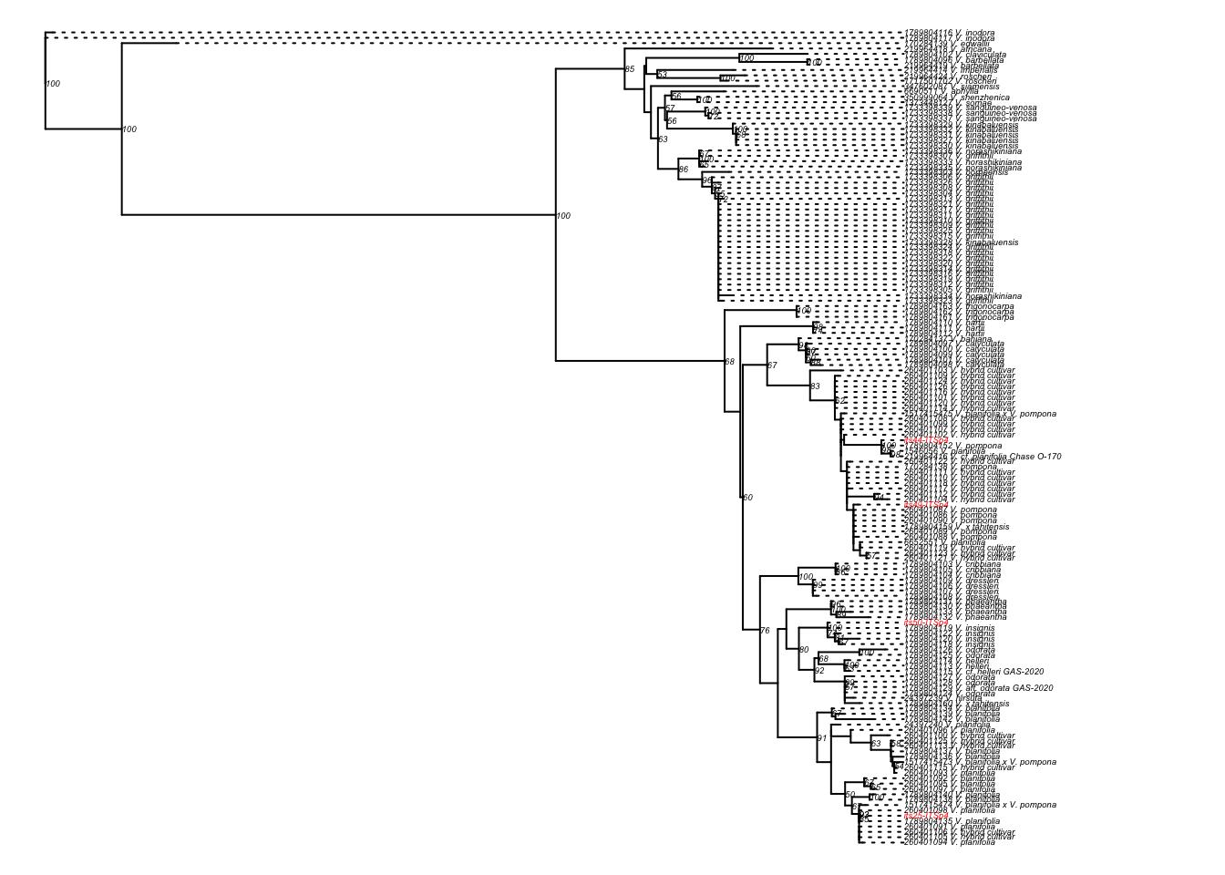 RaxML ITS rooted phylogenetic tree of species of Vanilla.