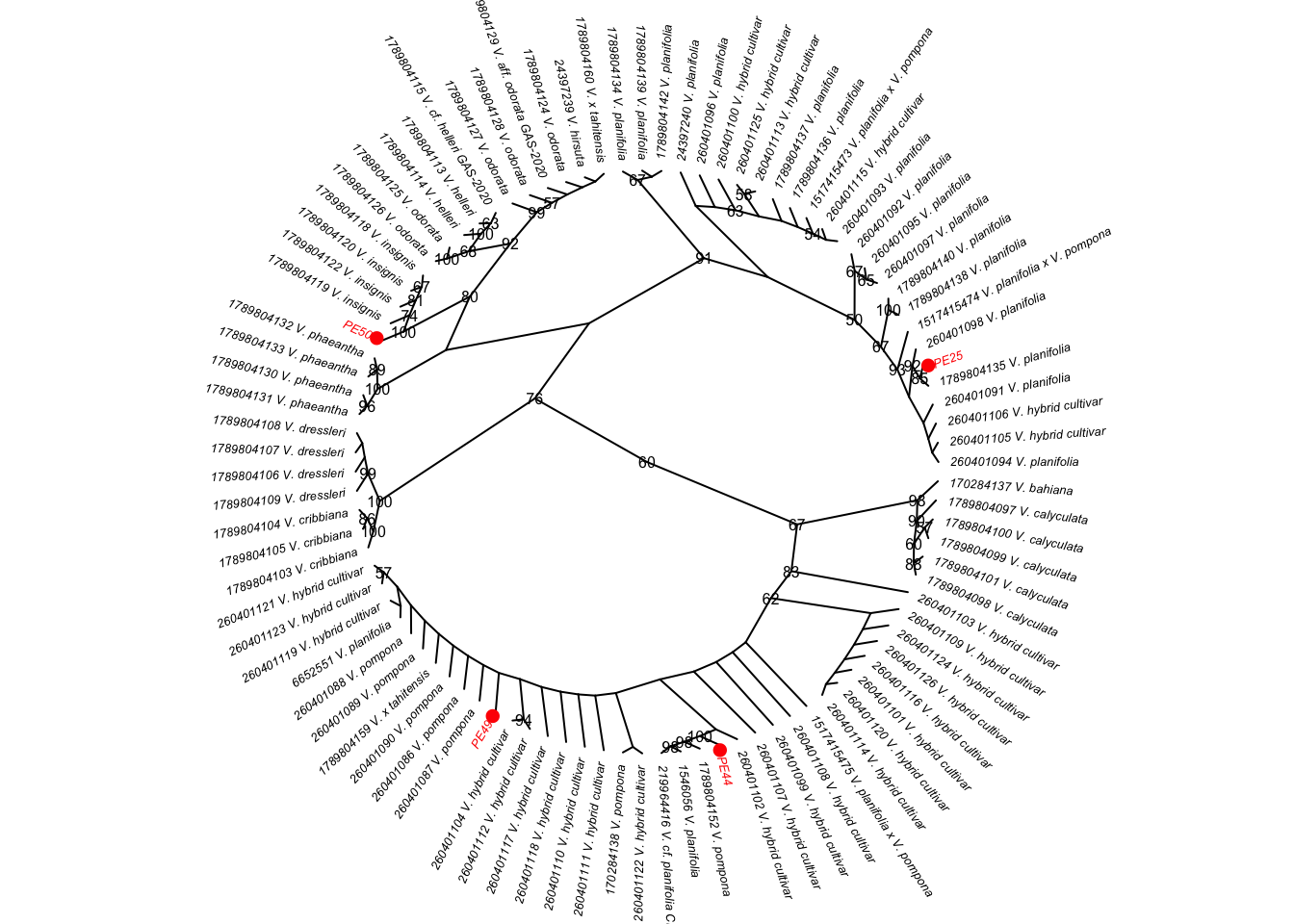 RAxML ITS phylogenetic tree with focus on clade containing all accessions of vanilla studied here.