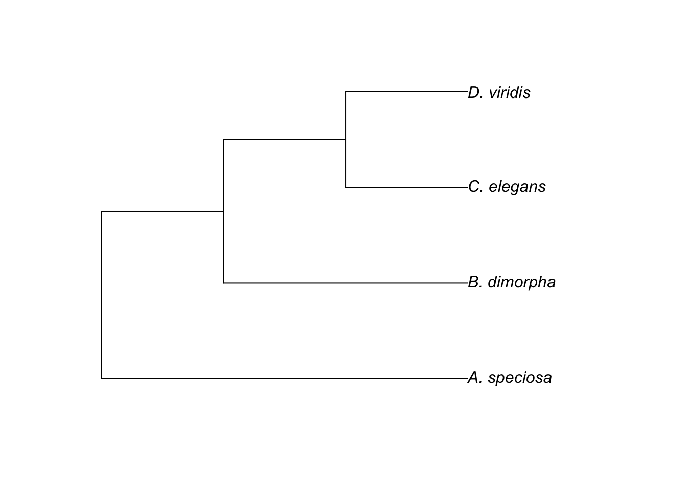 Rooted tree showing relationsip between 4 species.