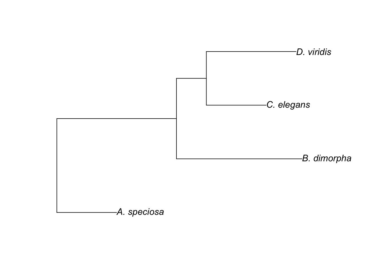 Rooted tree showing relationsip between 4 species with branch lengths.