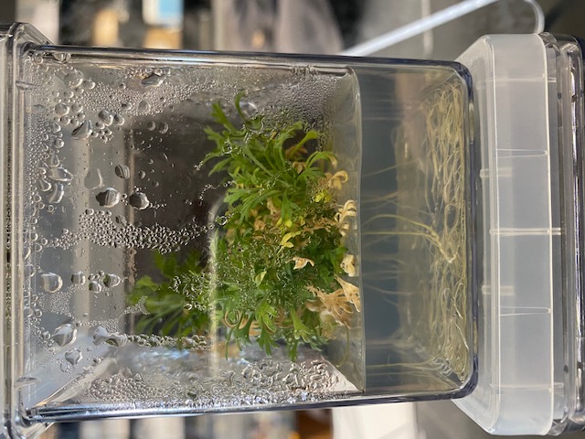 Example of a 15-week old plantlet grown in vitro in Magenta vessel.